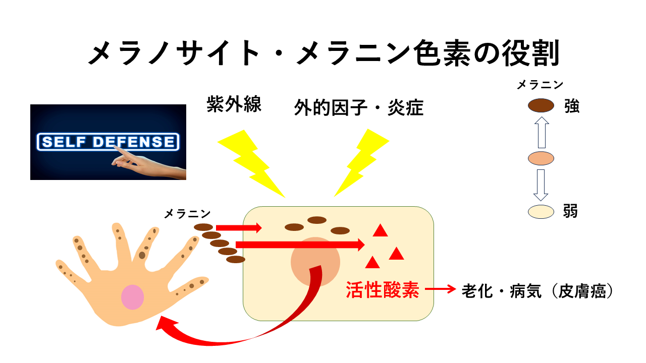 スキンケア