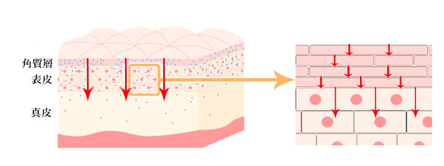 肌への通過性、浸透性、メソポレーション