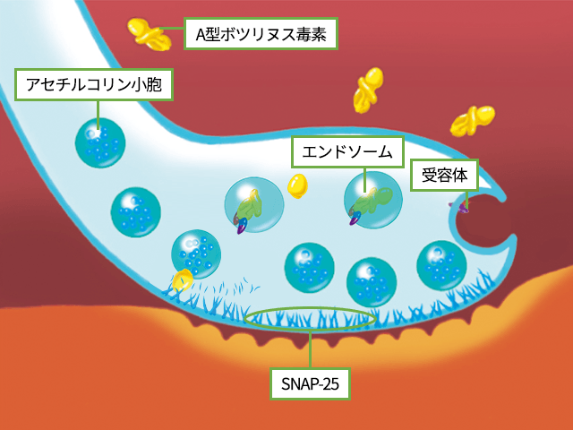 ボトックス注射作用起点