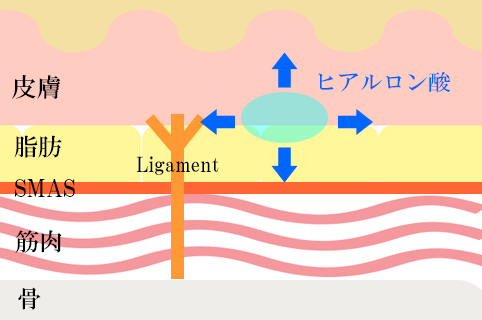 高分子と低分子ヒアルロン酸があることで