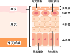 皮膚、表皮、角質、保湿